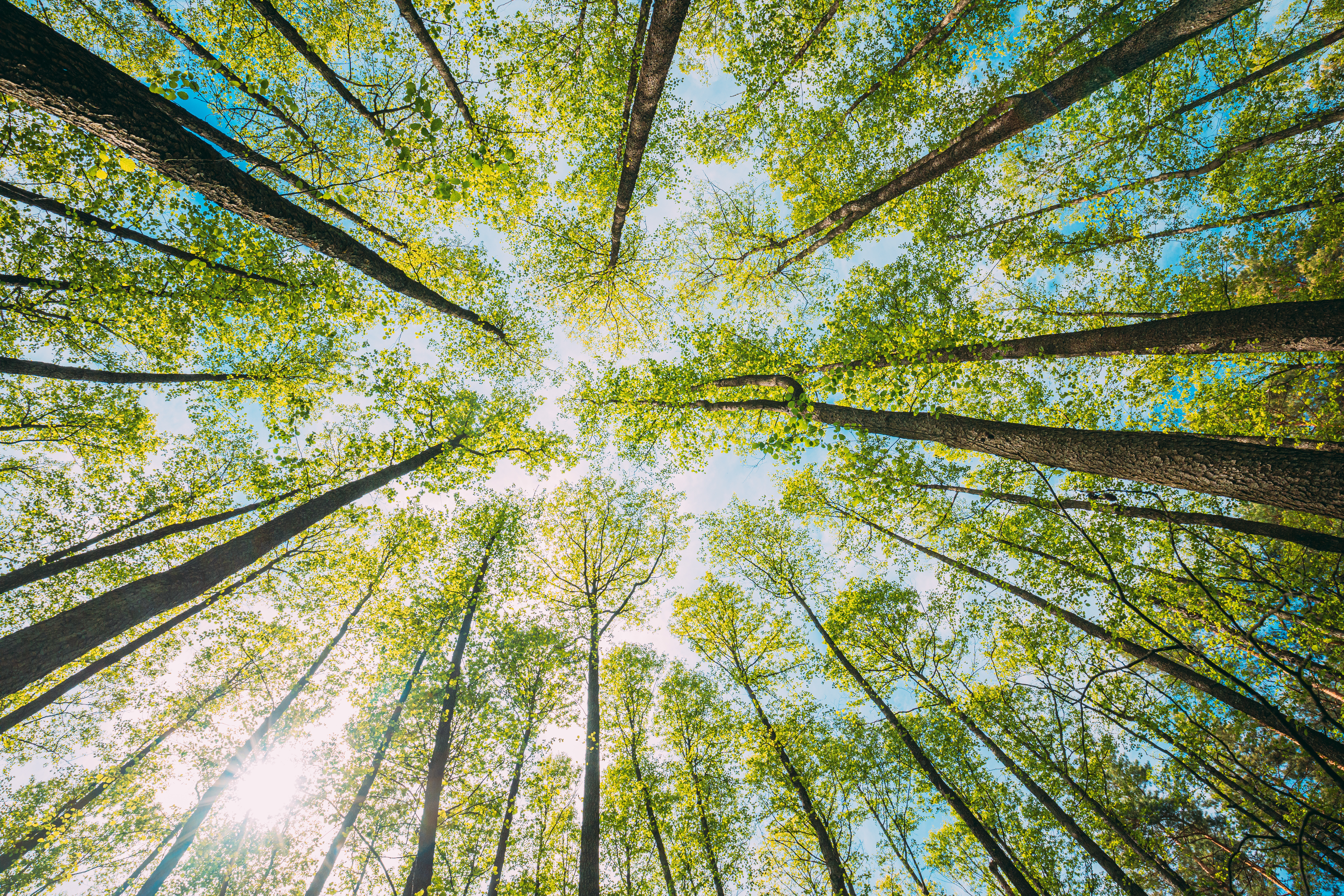 Sürdürülebilirlik